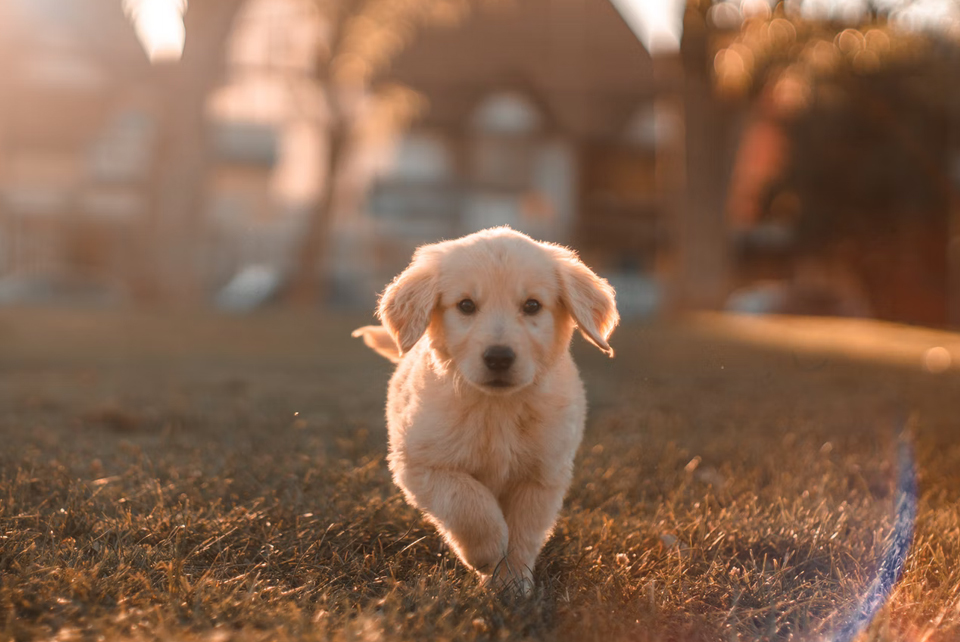 The Search For a New Furry Companion